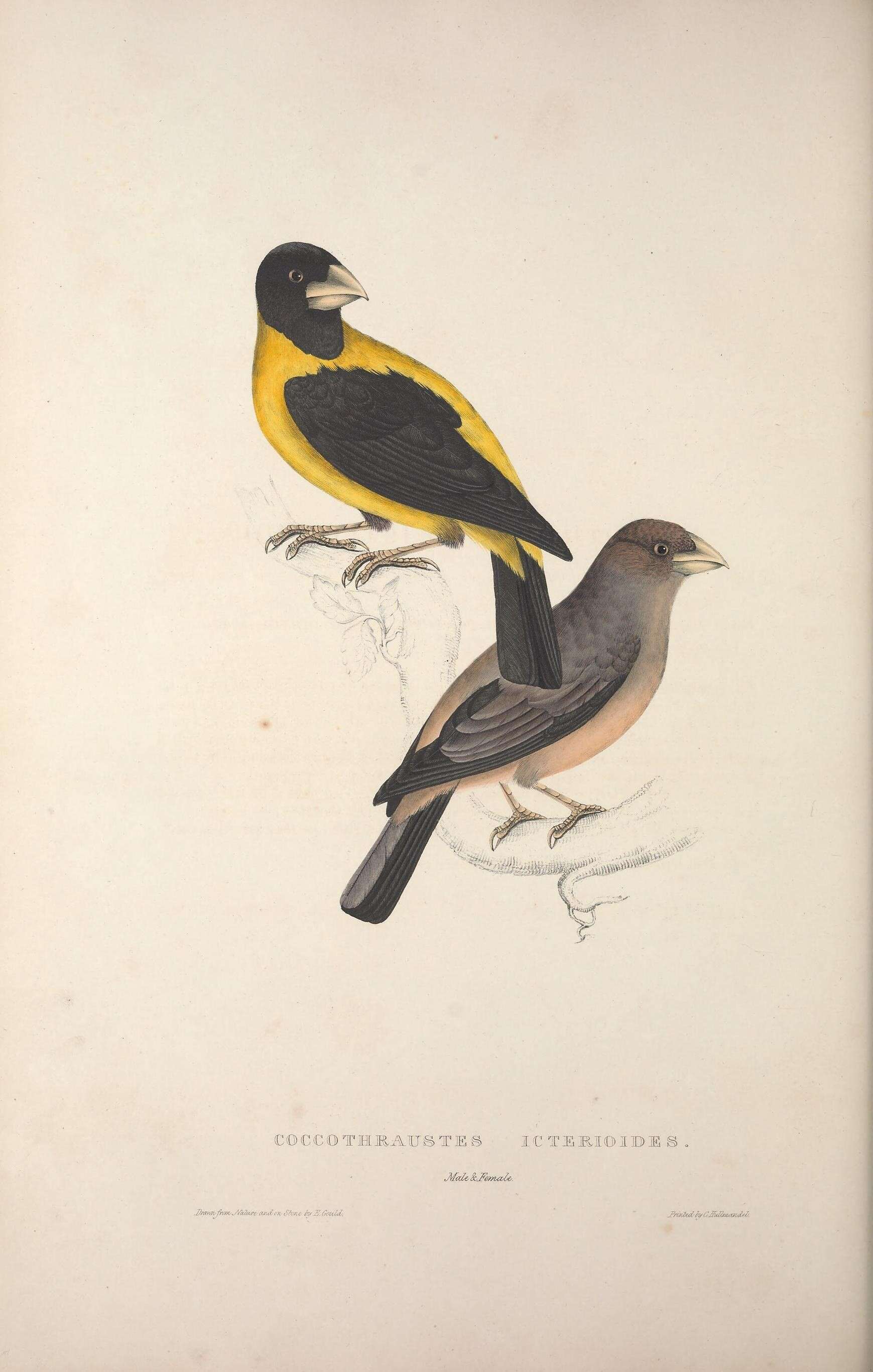 Image of Black-and-yellow Grosbeak