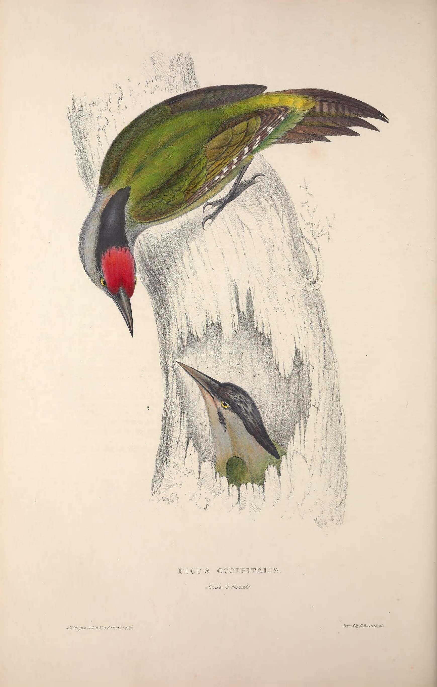 Image of Grey-faced Woodpecker