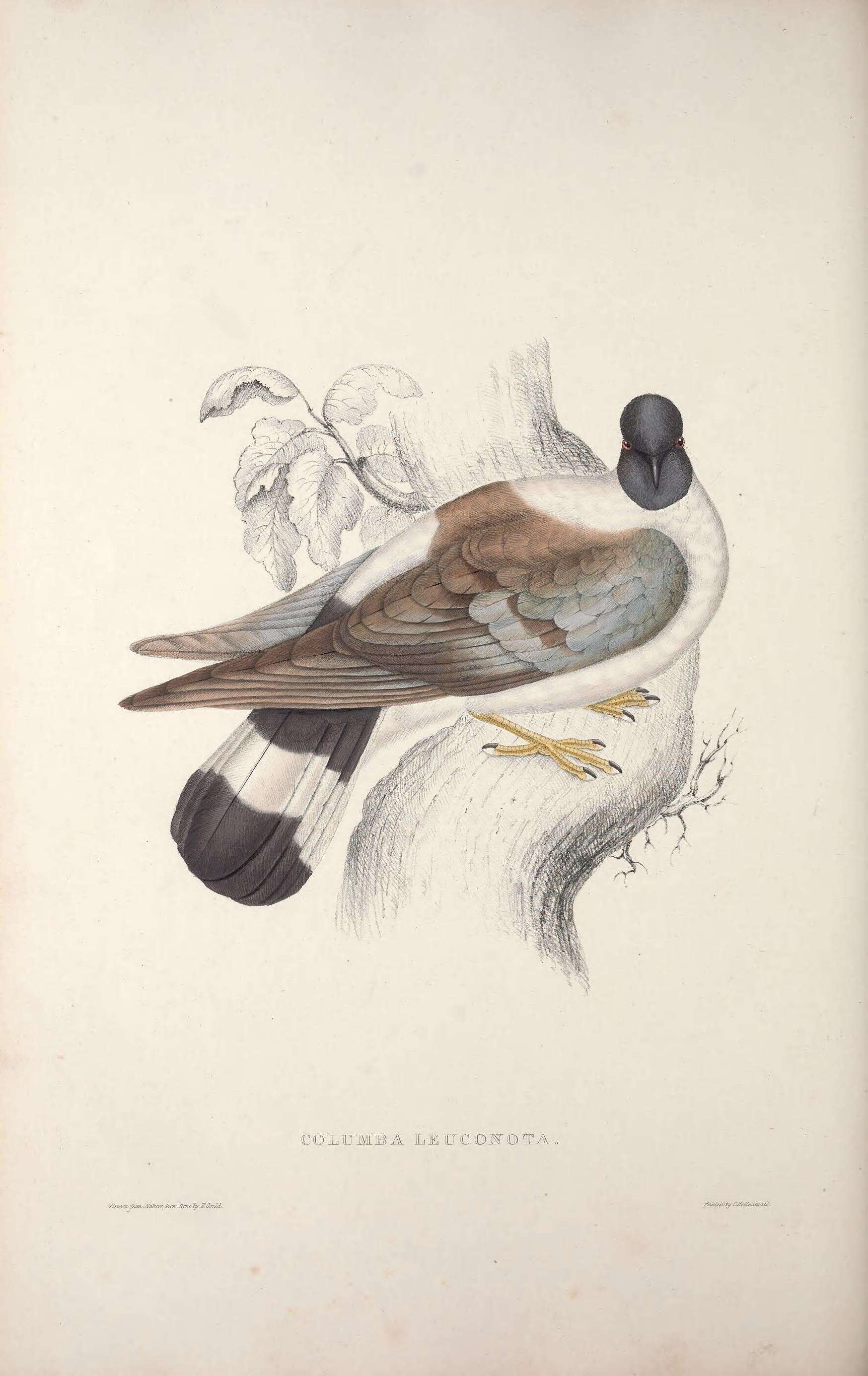 Image of Snow Pigeon