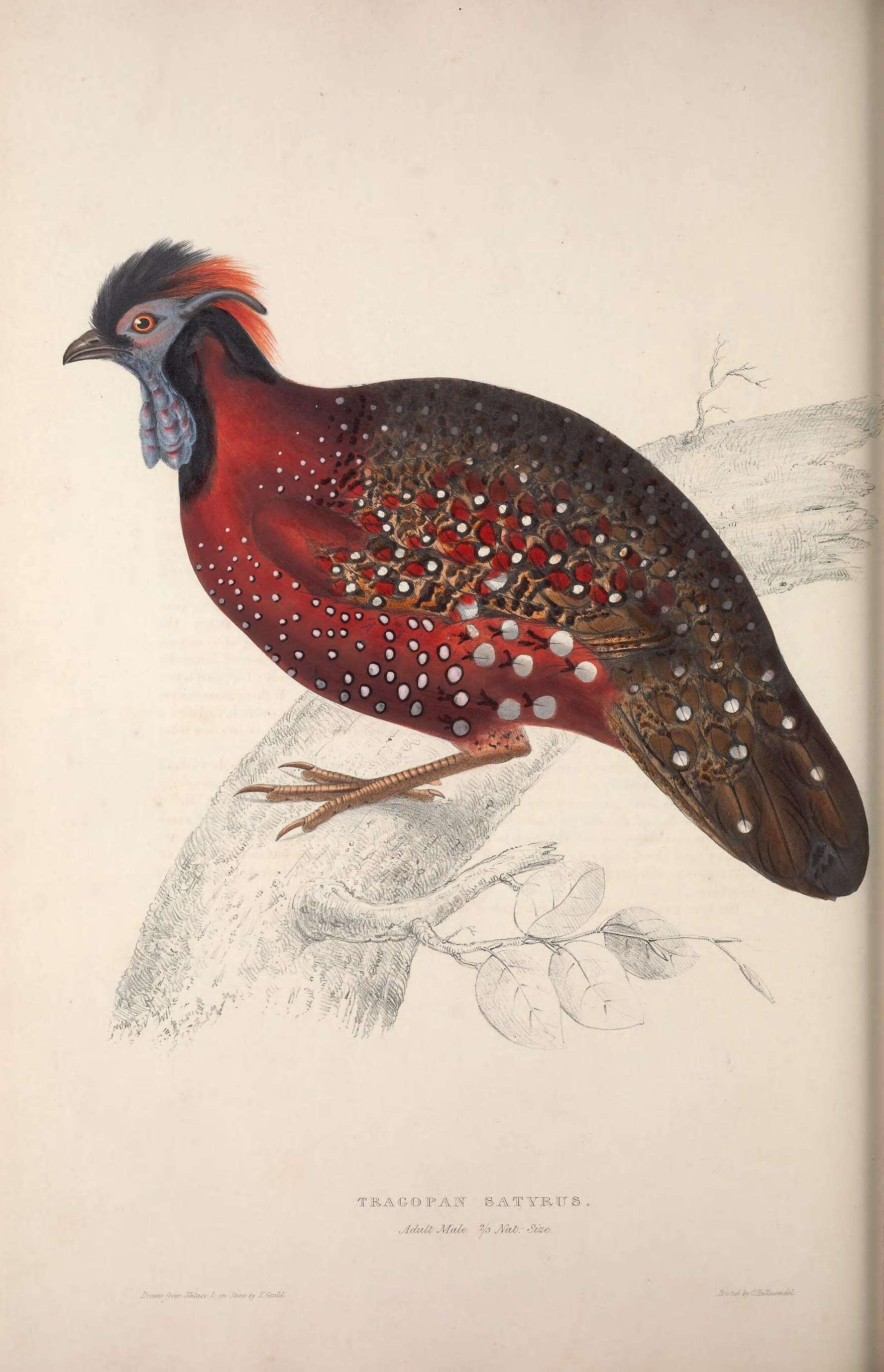 Image of Crimson Horned-pheasant