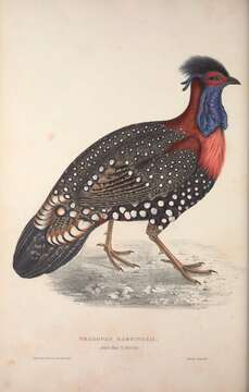 Image of Black-headed Tragopan