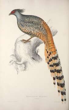 Image of Catreus Cabanis 1851