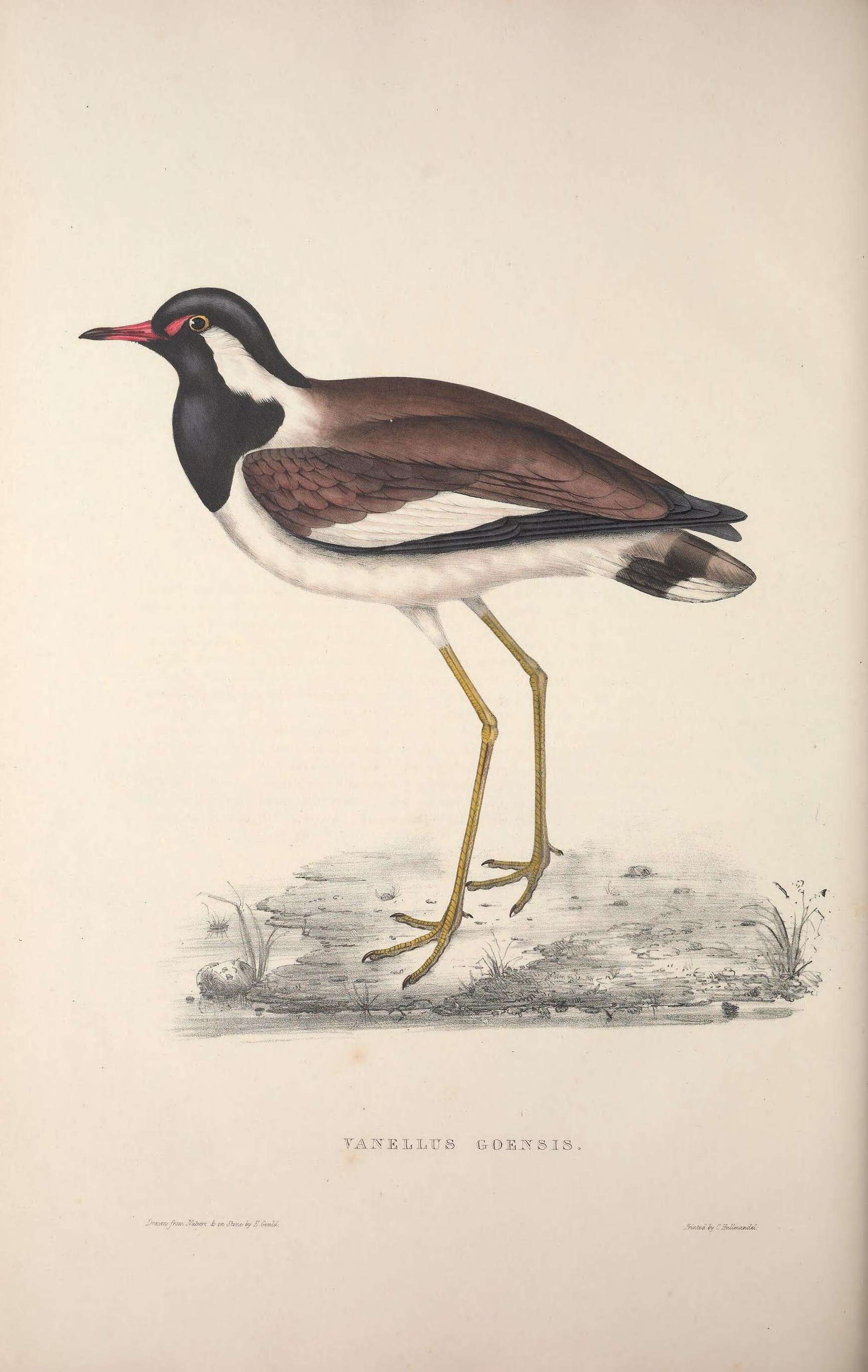 Image of Red-wattled Lapwing