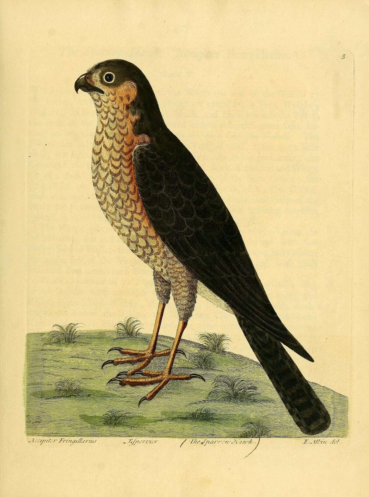 Imagem de Accipiter nisus (Linnaeus 1758)