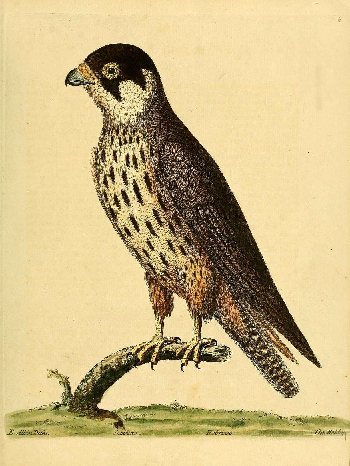 Image of Eurasian Hobby