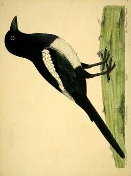 Image of magpie