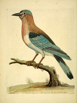 Image of Garrulus Brisson 1760