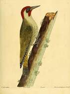 Image of Eurasian Green Woodpecker