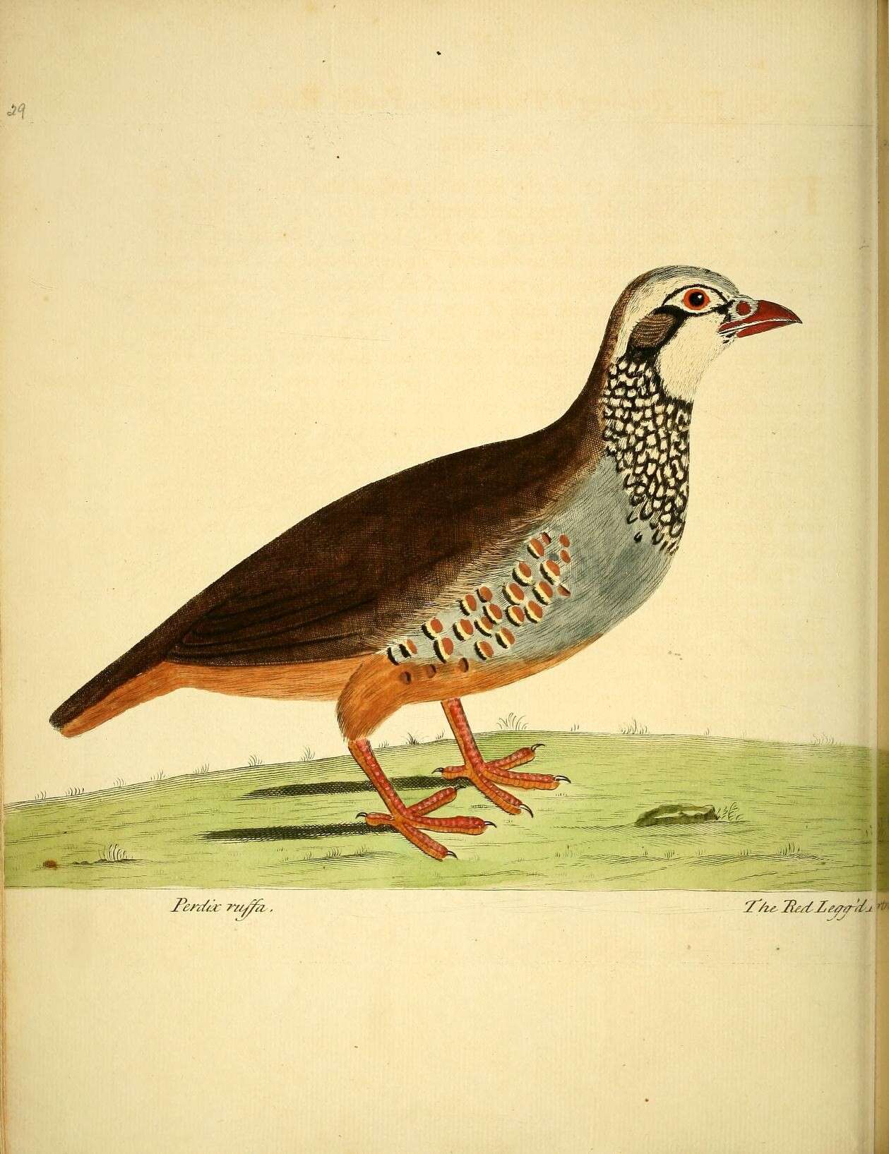 Image of Red-legged Partridge