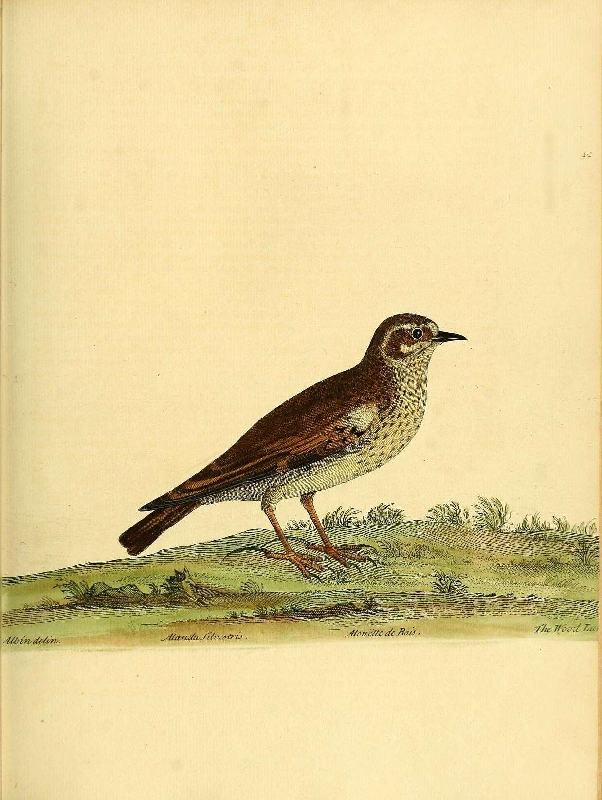 Image of Lullula Kaup 1829