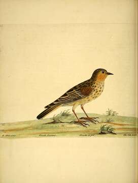 Image of Meadow Pipit