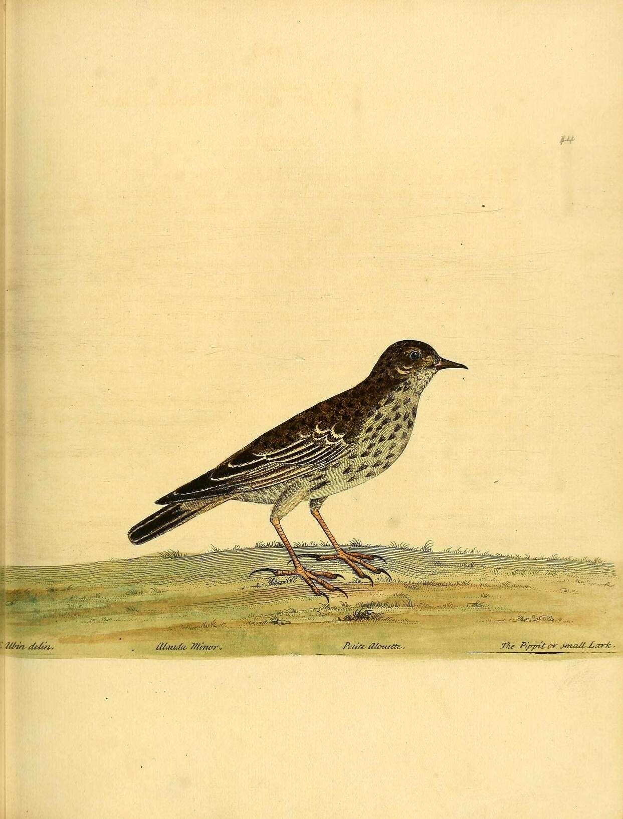 Anthus petrosus (Montagu 1798) resmi