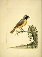 Image of Common Redstart