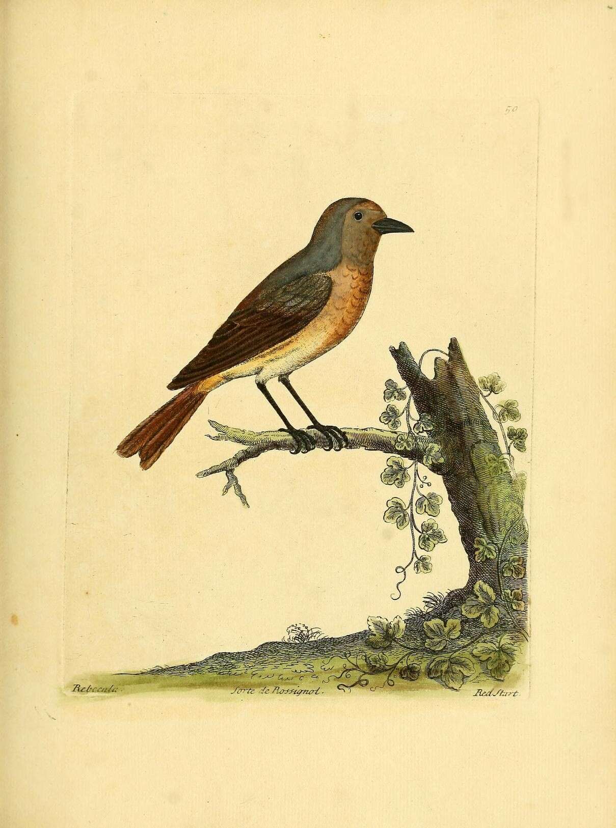 Image of Common Redstart