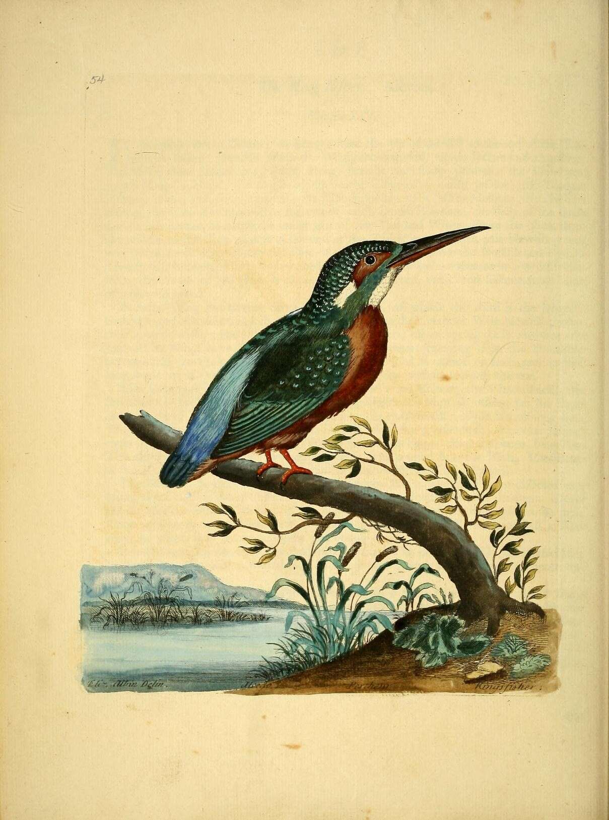 Image of Alcedo Linnaeus 1758