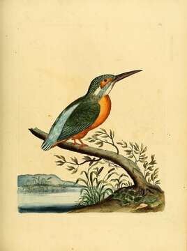 Image of Alcedo Linnaeus 1758