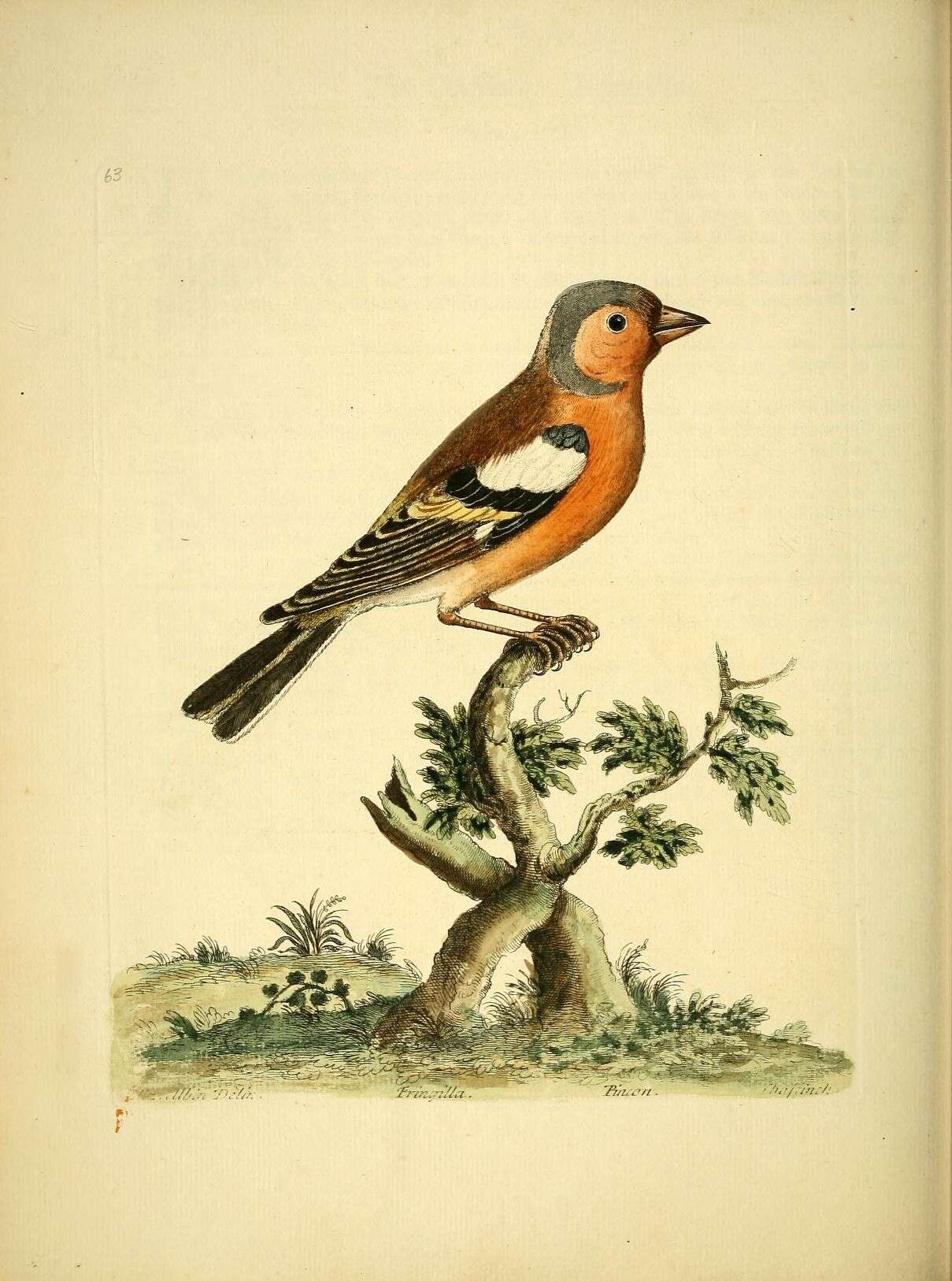 Image of Fringilla Linnaeus 1758