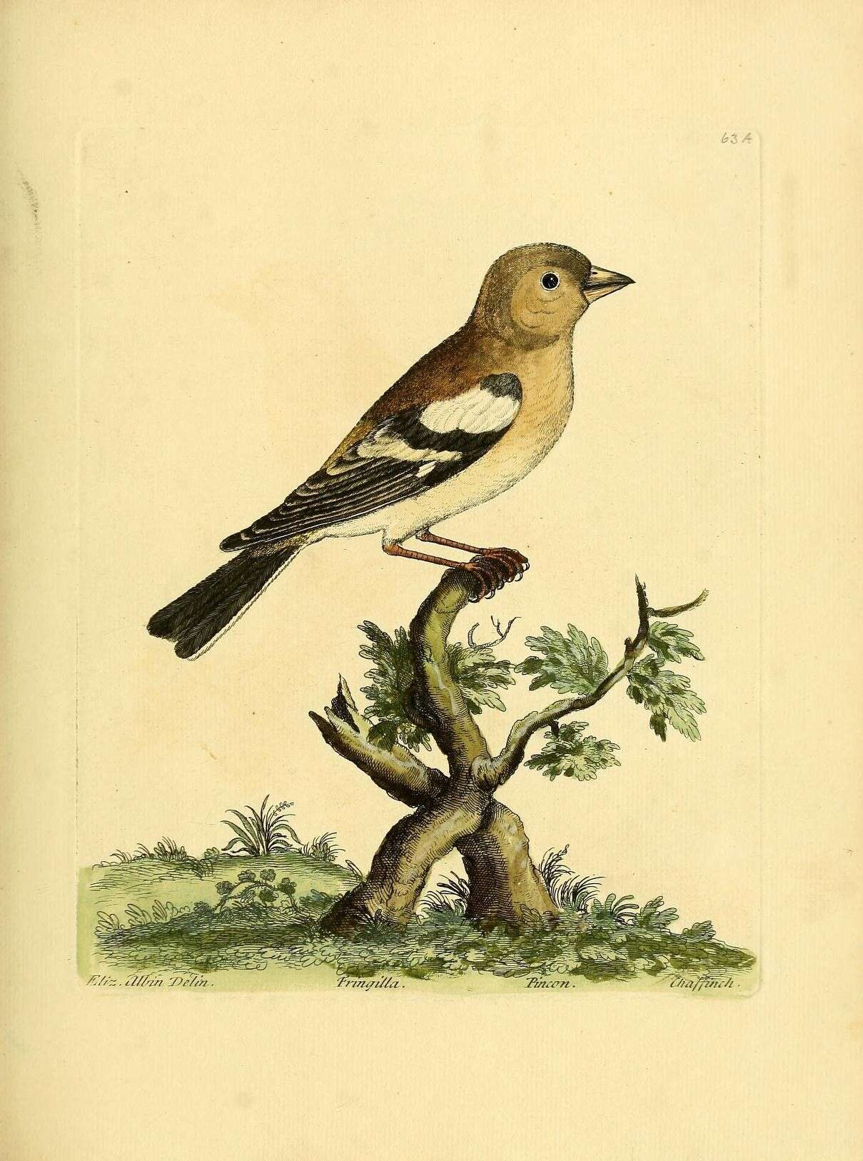 Image of Fringilla Linnaeus 1758