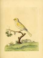 Image of Atlantic Canary