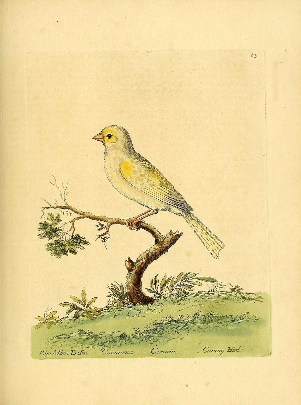 Image of Atlantic Canary