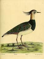 Image of Lapwing