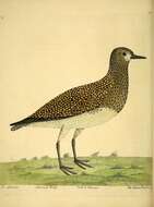 Image of Lapwing