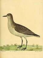 Image of Pluvialis Brisson 1760