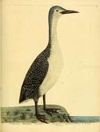 Image of Pacific Diver