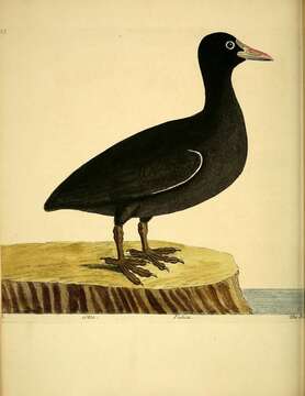 Image of Common Coot