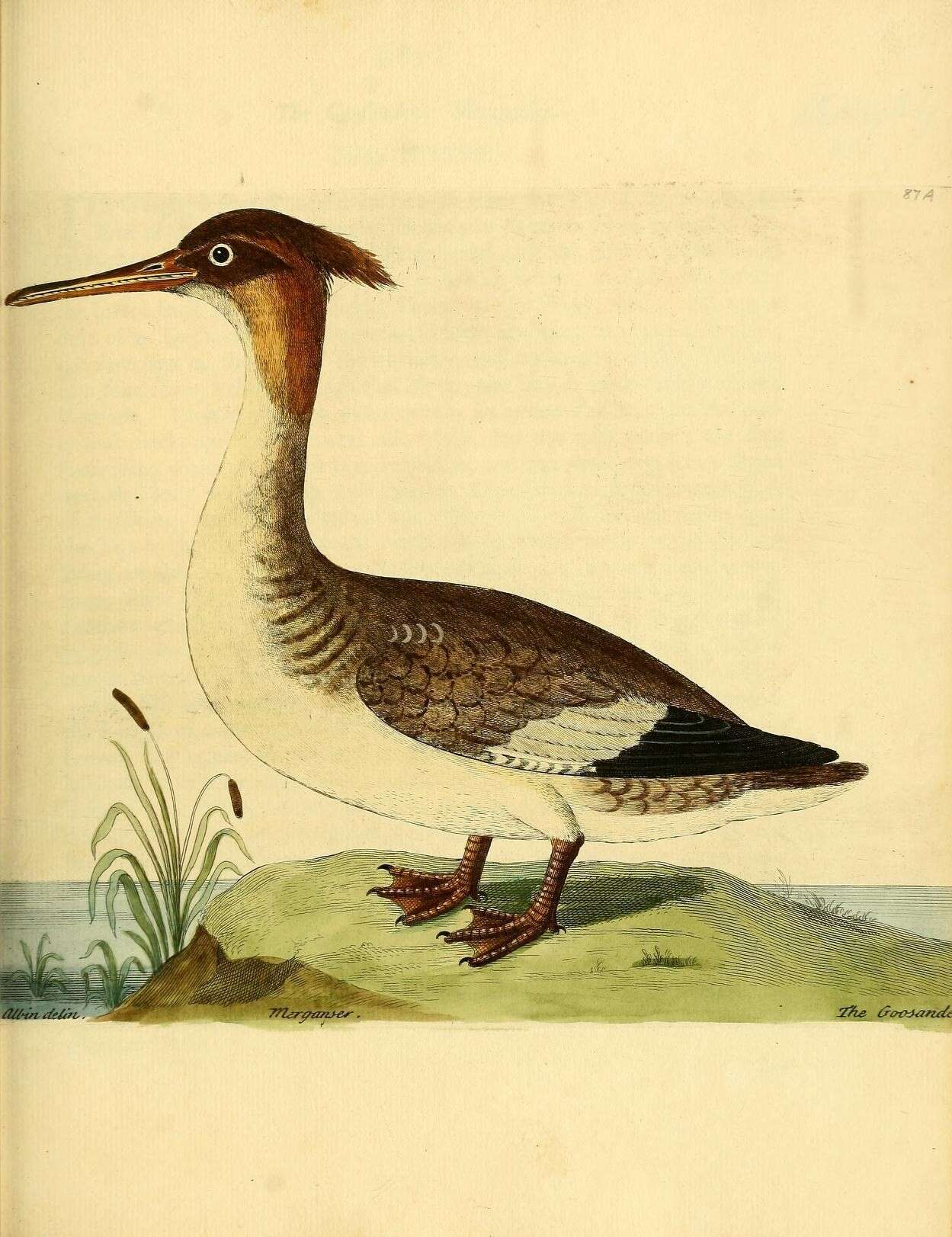 Image de Mergus Linnaeus 1758