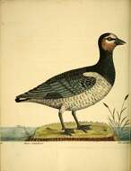 Image of Hawaiian goose