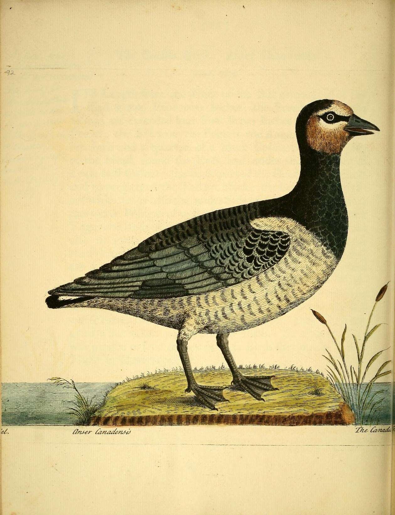 Image of Hawaiian goose