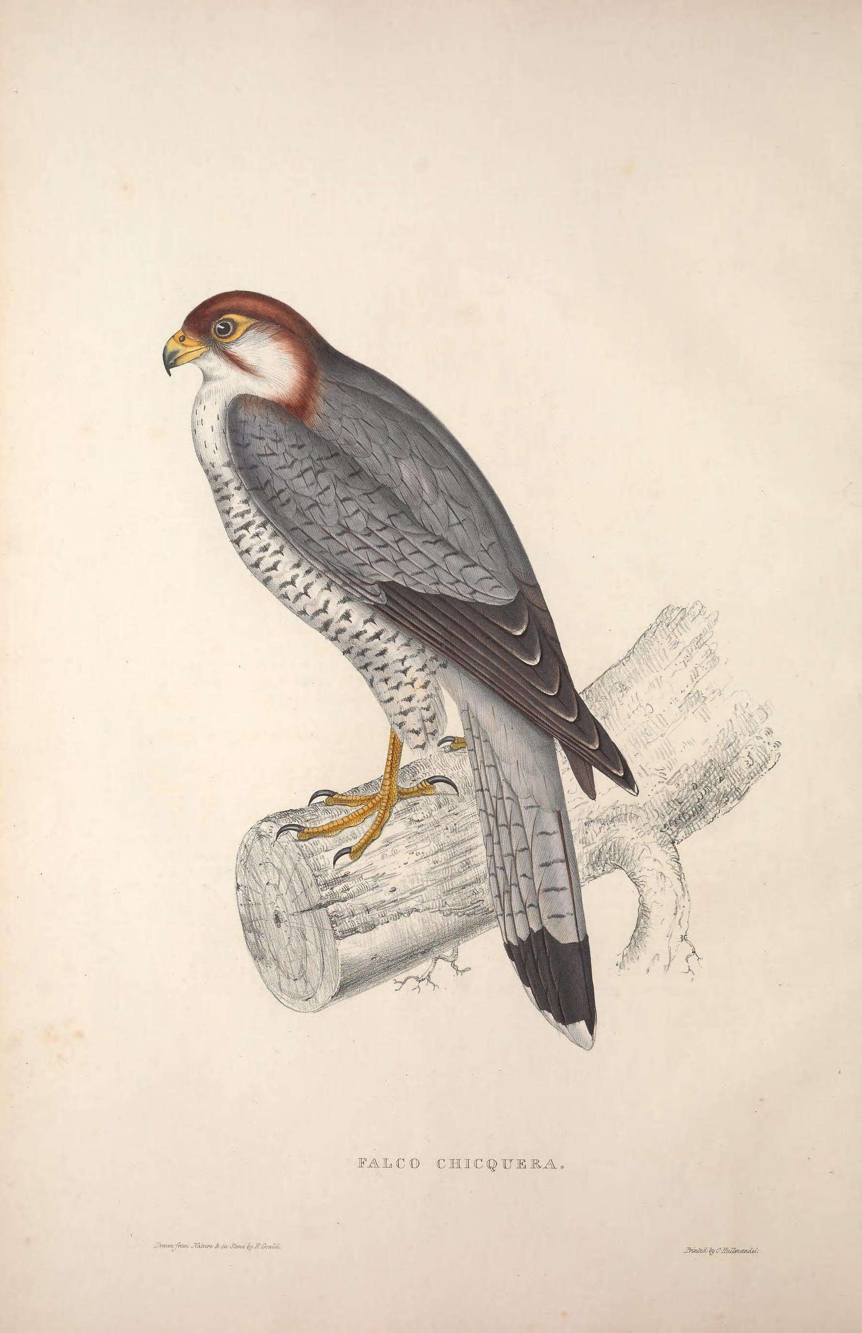 Image of Red-headed Falcon