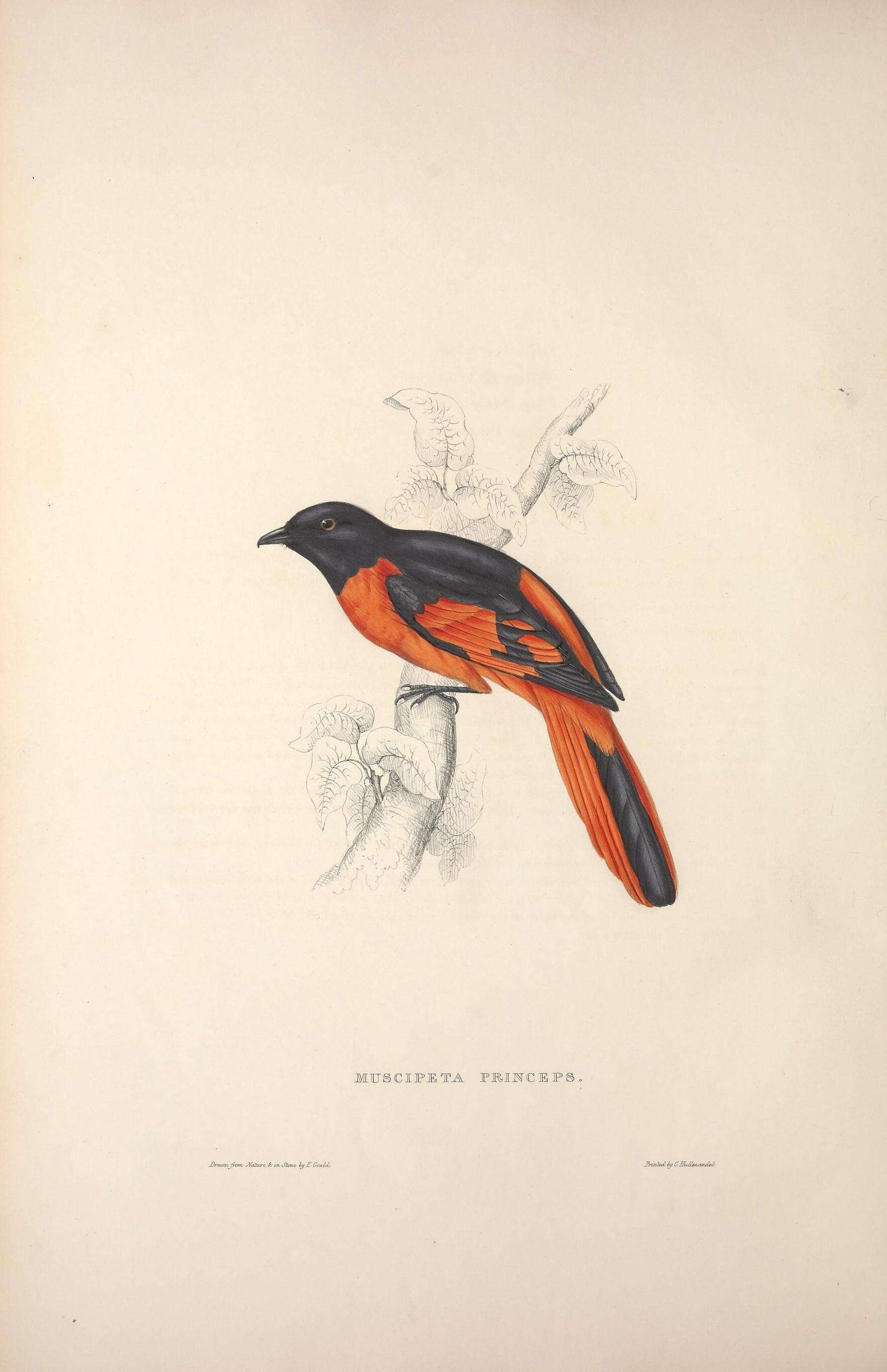 Image of Orange Minivet