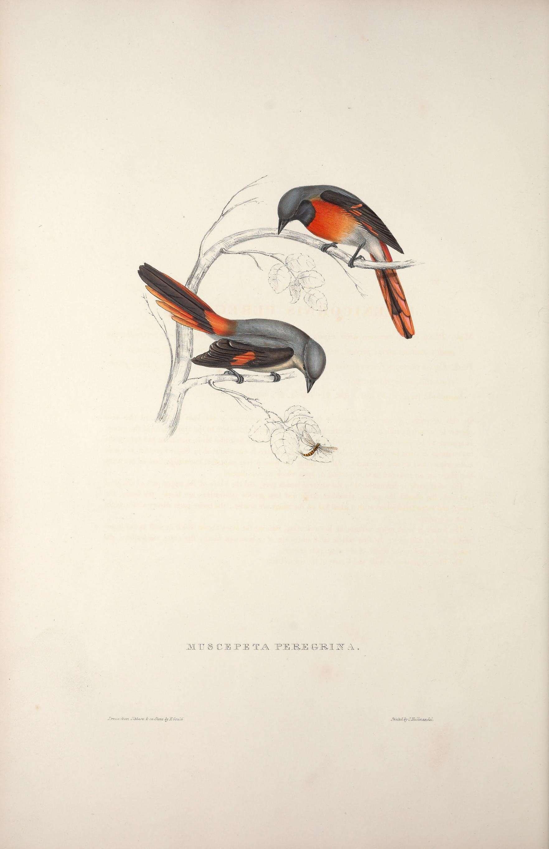 Image of Small Minivet