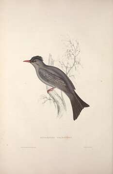 Image of Madagascar Black Bulbul