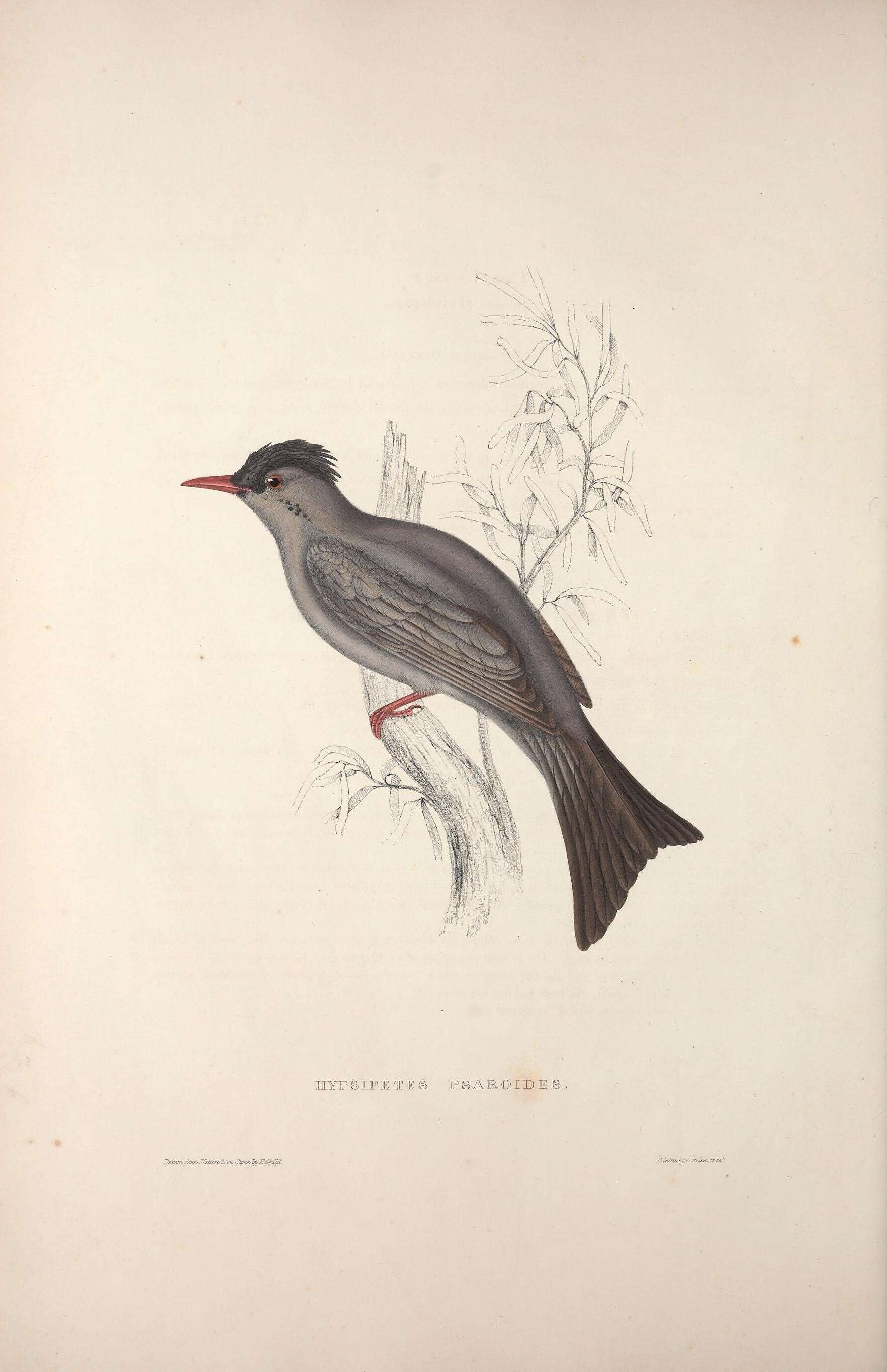 صورة Hypsipetes madagascariensis (Müller & Pls 1776)