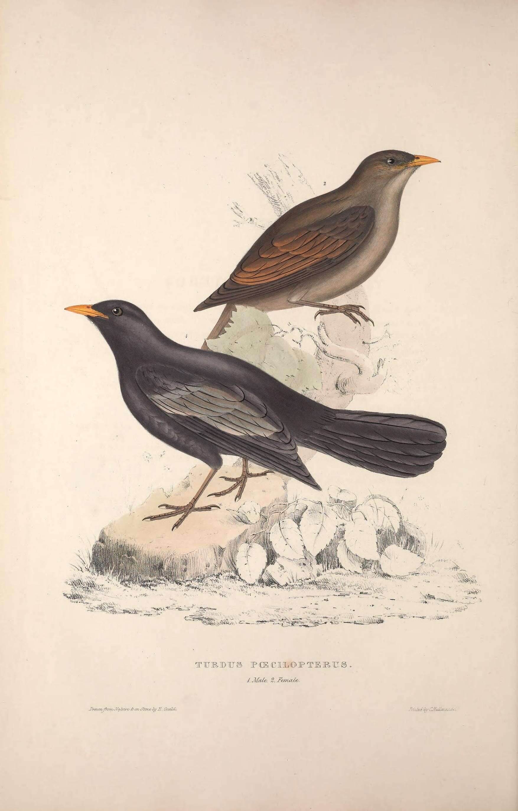 Image of Blackbird