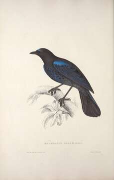 Image of Malabar whistling-thrush