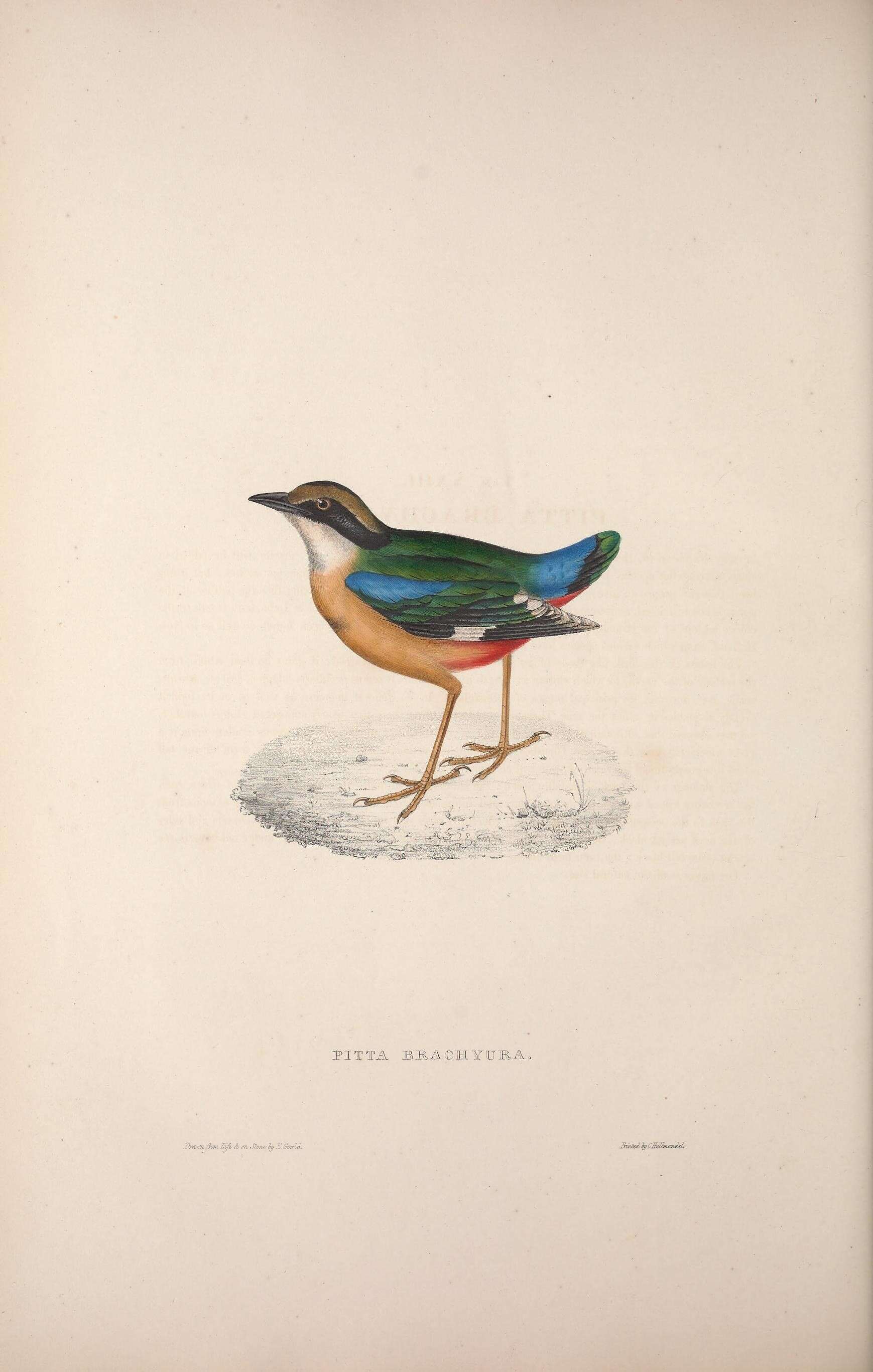 Image of Indian Pitta