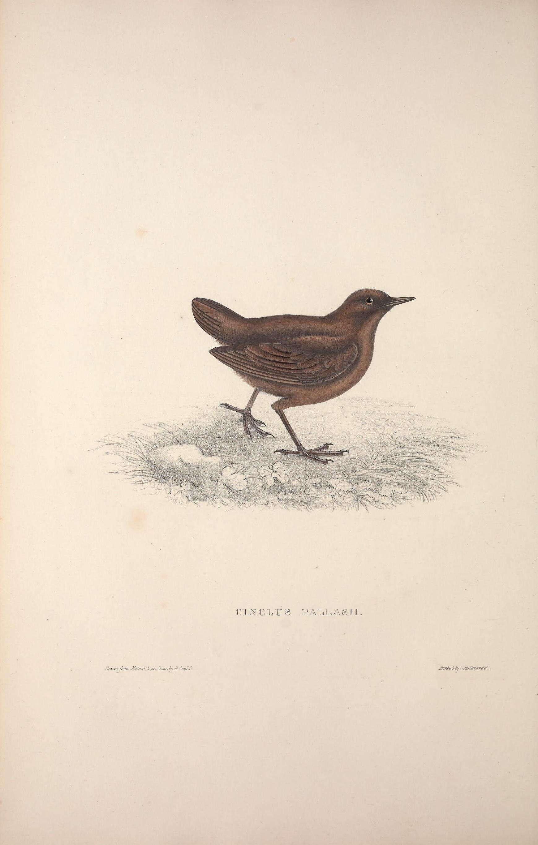 Image of Brown Dipper