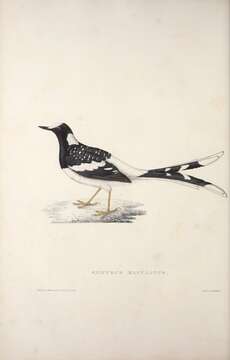 Image of Spotted Forktail