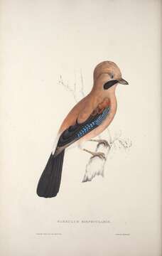 Image of Eurasian jay