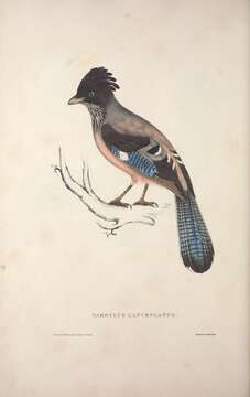 Image of Black-headed Jay