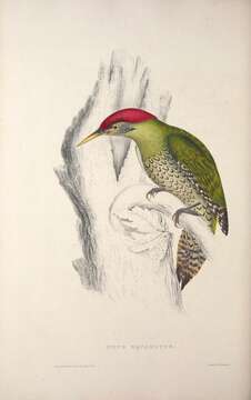 Image of Scaly-bellied Woodpecker