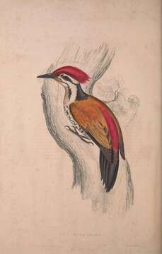 Image of Himalayan Flameback