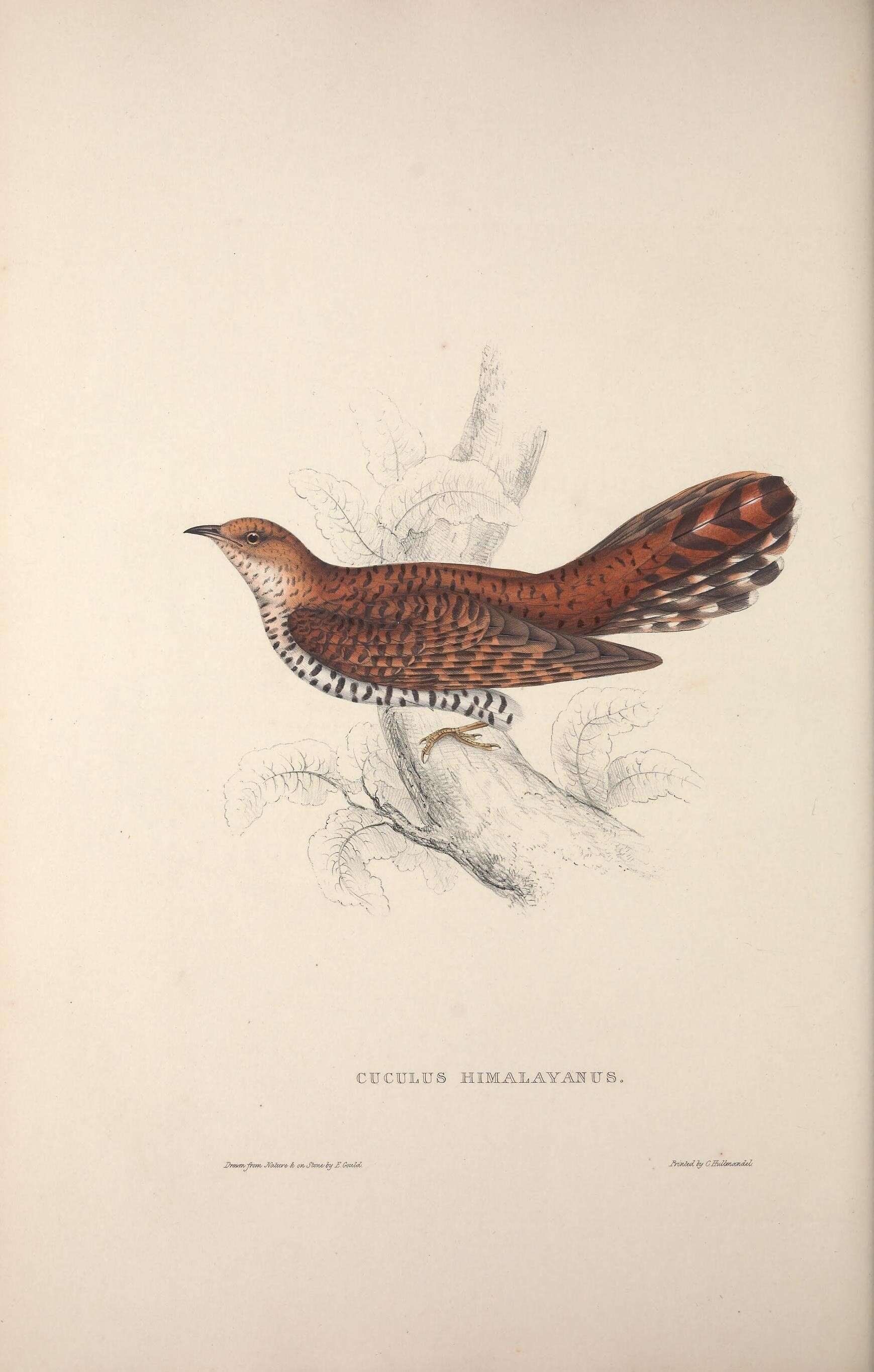 Image of Himalayan Cuckoo