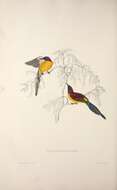 Image of Gould's Sunbird