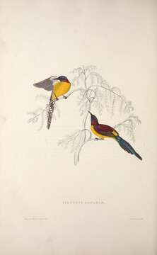 Image de Souimanga de Gould