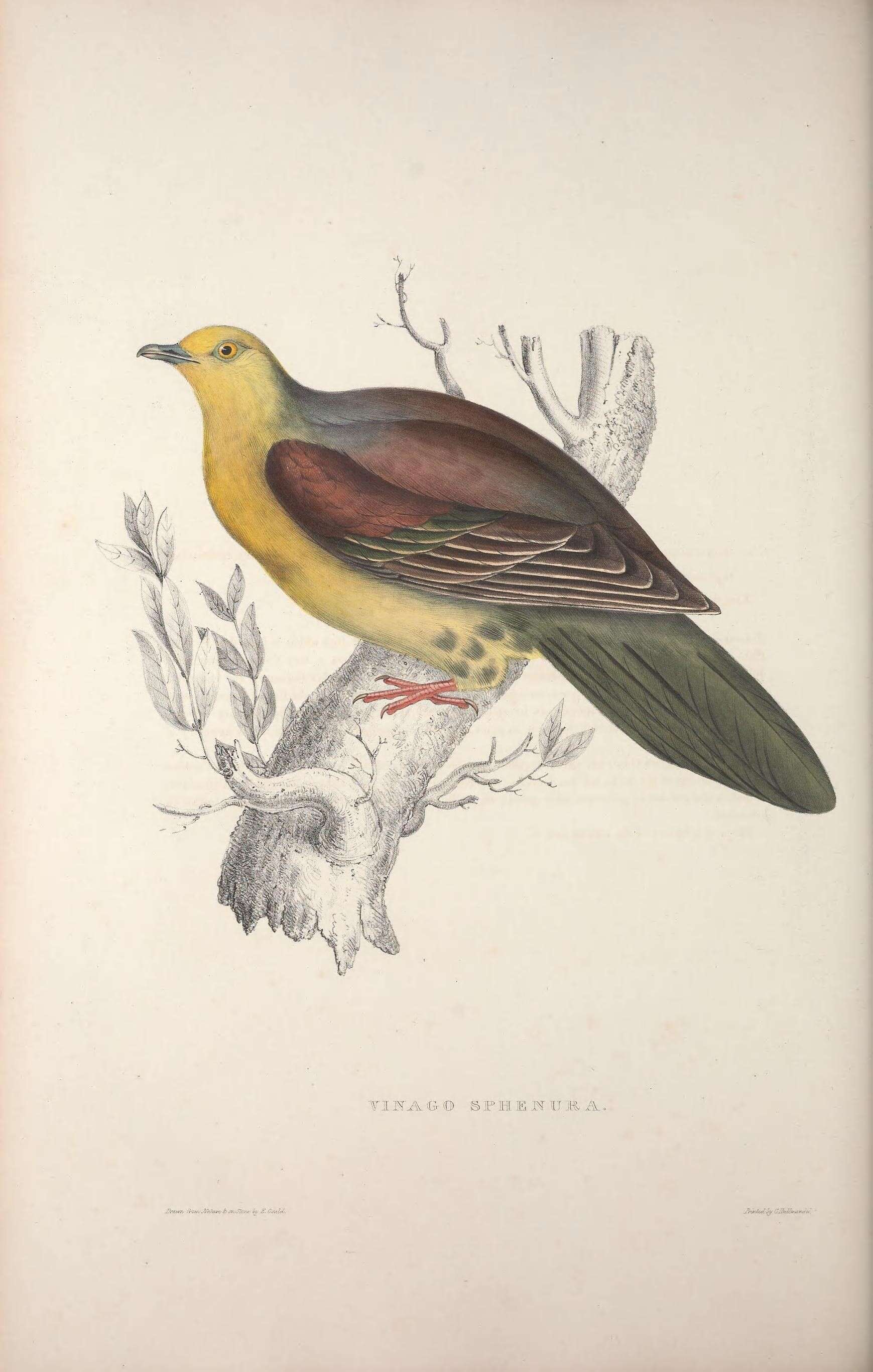 Image of Wedge-tailed Pigeon